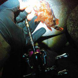 うなぎの稚魚の巻